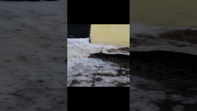 Постоянный клиент! смотреть онлайн