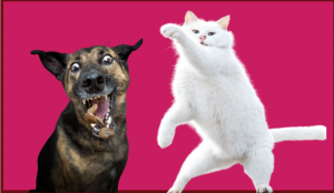 ЛУЧШАЯ ПОДБОРКА САМЫХ СМЕШНЫХ И МИЛЫХ КОШЕК И СОБАК.