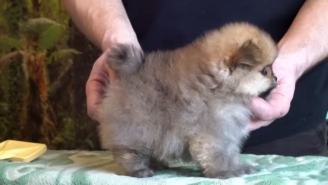 Няшные щенки Померанского Шпица смотреть онлайн