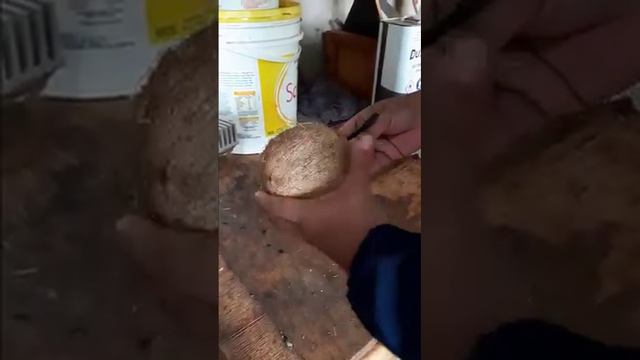 Instrumento Musical Feito de Coco смотреть онлайн