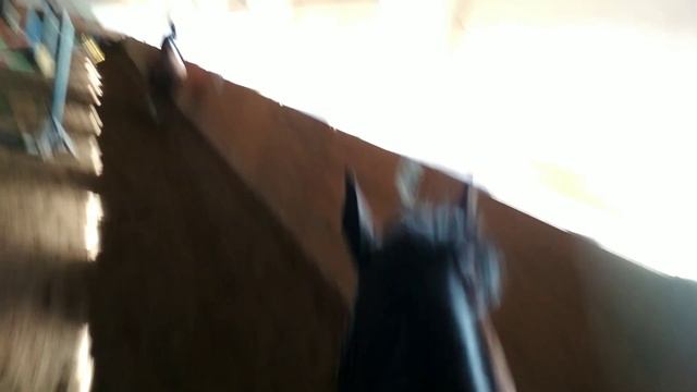 Соревнования на новой лошади|Съёмка от первого лица|1 место🏆