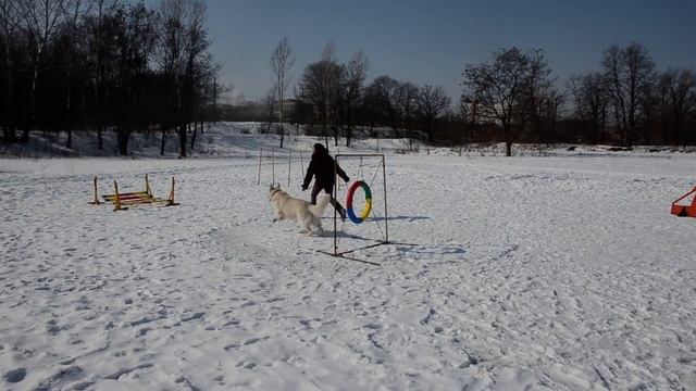 Сахар. Тренировка по аджилити смотреть онлайн