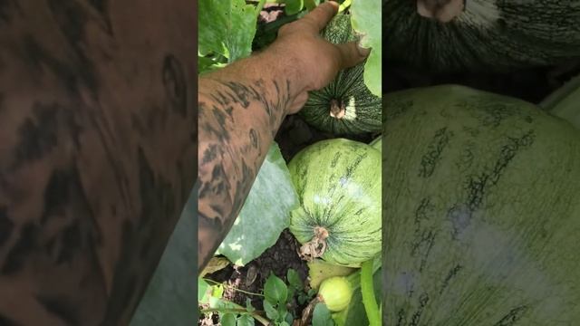 Гарбуз сорту Лель смотреть онлайн