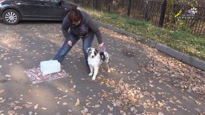 Щенок аусси, австралийская овчарка, как научить, команда место