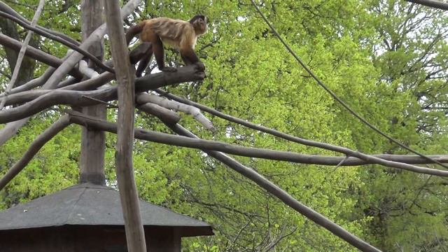 Zoo de Marcelle 2017 Испания Часть 2 В Зоопарке Marcelle Natureza Lugo смотреть онлайн