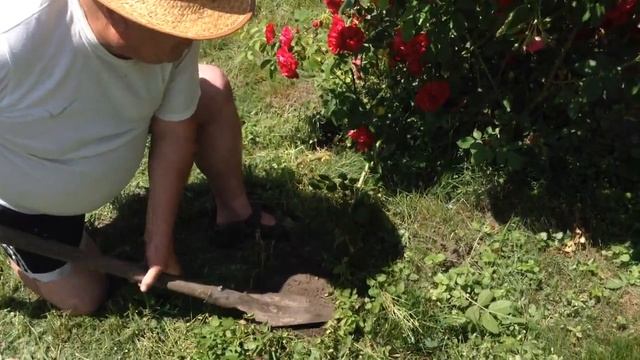 Як я розмножую плетисту троянду/размножения плетистых роз наилучший метод смотреть онлайн