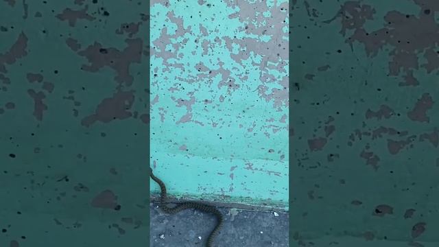 Курорт со змеями🐍😱#таганрогскийзалив #азовскоеморе #змеи #гадюки смотреть онлайн
