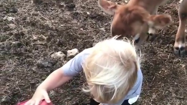 Ребенок кормит корову смотреть онлайн