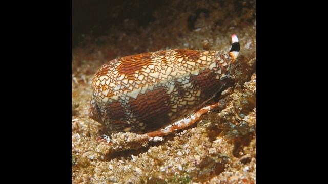 LJ150128 331 masterok Ядовитые улитки-хищники смотреть онлайн