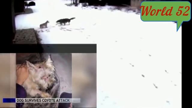 Волк и собака ,на что способен когда Голоден