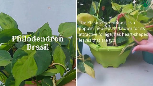 Best Indoor Plants to Liven Up Your Space | Beautiful Indoor Houseplants смотреть онлайн