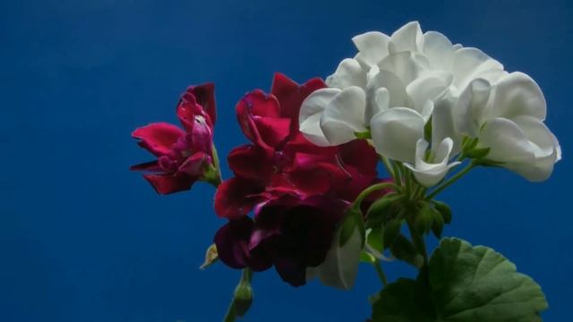 Расслабляющая музыка, невероятно красивое ВЕСЕННЕЕ видео \ Relaxing music, beautiful SPRING video