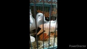 Ярмарка голубей выставка голубей Санкт-Петербург