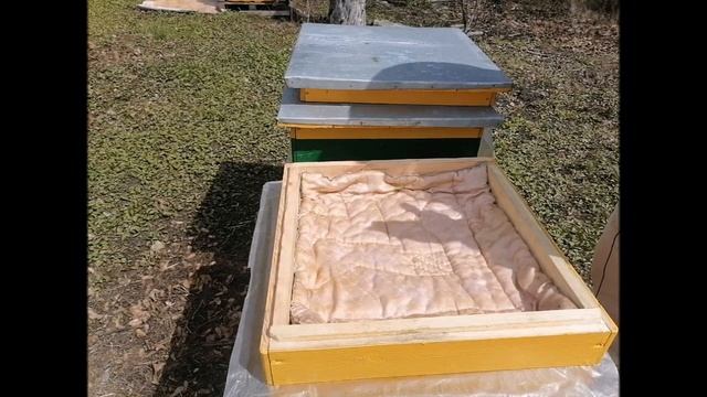 Спасаем матку!!! После зимовки осталась горстка пчел и матка. Рабочий метод. смотреть онлайн