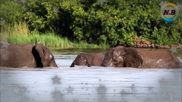 ? Elephant most dangerous animals | Forest Zone смотреть онлайн