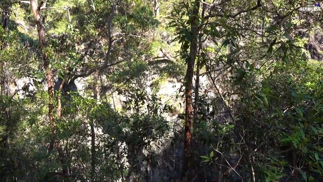 Водопад. Шесть минут про дождевой лес. (видео 267) смотреть онлайн