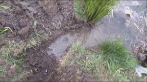 Делаем запруду для рыбы часть 1!Мини рыбалка