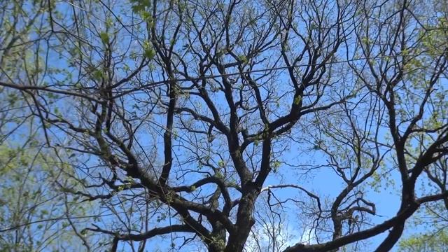 SONY HXR-MC2500 TEST 50 fps смотреть онлайн