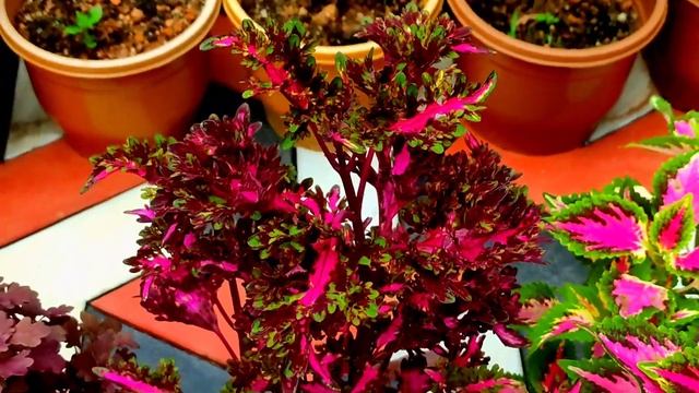 200 Verieties Of Coleus.. Coleus Rare Collection. Garden Ideas