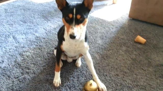 Basenji, Podi смотреть онлайн