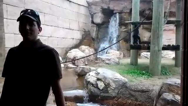 Обезьяна атакует Приколы смотреть онлайн