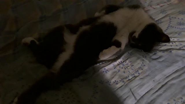 Кот спит,как человек. смотреть онлайн
