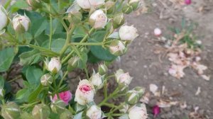 Сорт спрей Розы МИМИ ЭДЕМ- низенькая, нежные цветочки, НО ЗАПЕКАЕТСЯ НА СОЛНЦЕ 22.06,22 год