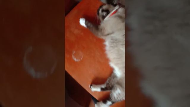 Кто хочет иметь такое счастье?Покупайте! смотреть онлайн