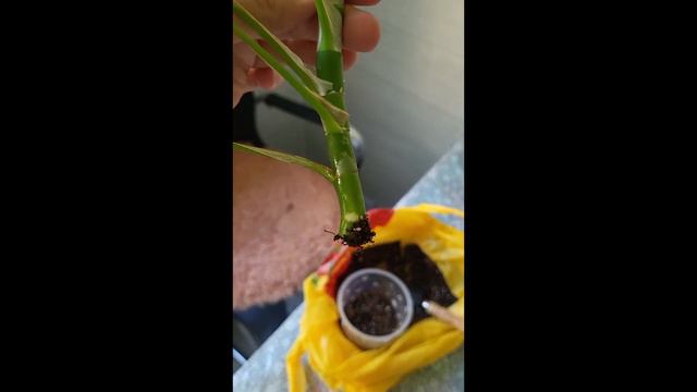 Обрізка Monstera Minima або Rhaphidophora Tetrasperma + формування кущику