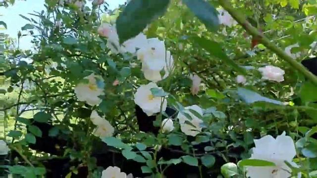 NEW DAWN ROSES 3rd season смотреть онлайн