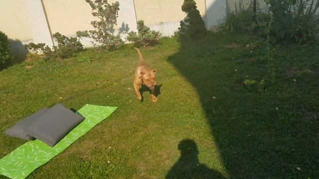 Бордоский Дог . Французкий мастиф смотреть онлайн