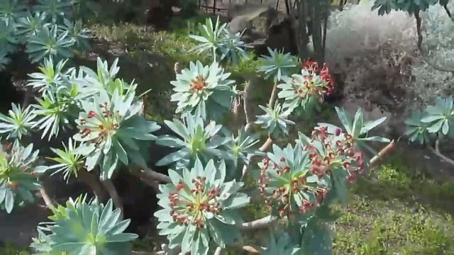 Succulents: Euphorbia Atropurpurea