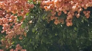 Мыльные деревья