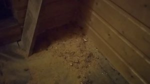 Утепление опилками, мыши не боятся гашенной извести .