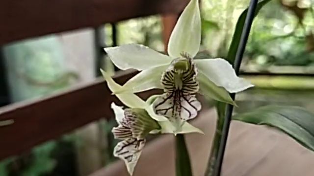 Dendrobium Green Mist смотреть онлайн