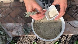 Размножение ЛАВАНДЫ - весеннее черенкование