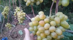 Виноград Сенатор Бурдака 2019 г.