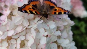 Бабочка крапивница села на цветок... Butterfly urticaria sat on a flower ...