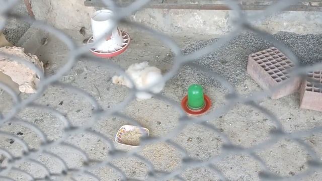 KEKLİK YAVRULARI ÇIKTI Mİ ? | Gurk Habeş Tavuğumuz| Yeni Bir Gurk Daha !! смотреть онлайн