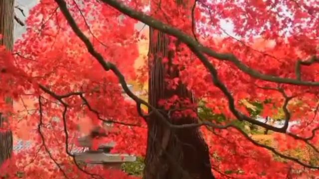 Buddha's Flute: Sleep will Come || Meditation Music || Mood Relaxing Music || osho смотреть онлайн