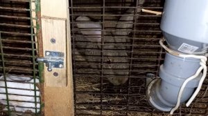 Витамины для кроликов. Содержание кроликов в домашних условиях#кролики#корм_для_кроликов#корм