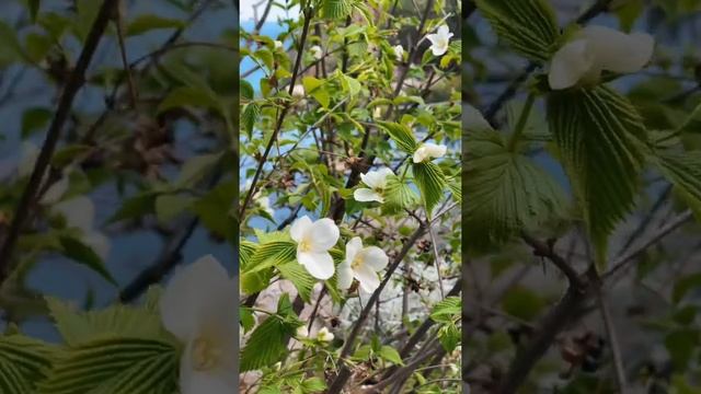 Японский сад парка Айвазовского. Ханами или фестиваль сакуры смотреть онлайн