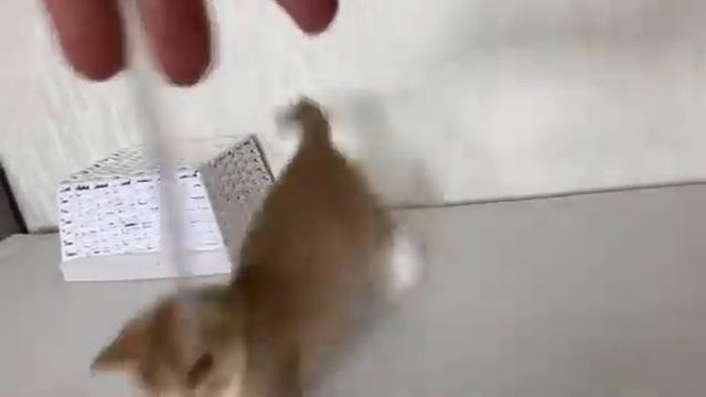 Шотландский котенок Venera уникального окраса - циннамон пятнистый биколорный смотреть онлайн