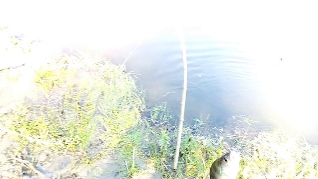 За хищником на живца. смотреть онлайн