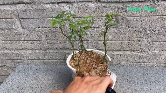 How rose branches are rooted thanks to tomatoes | バラを枝ごと植える смотреть онлайн