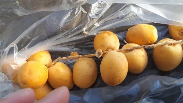 Свежие финики, что с ними делать?!