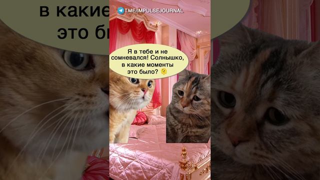 Страх потери #мем #мыкотики #приколы #юмор #разговор #анекдот #шутки #котики смотреть онлайн