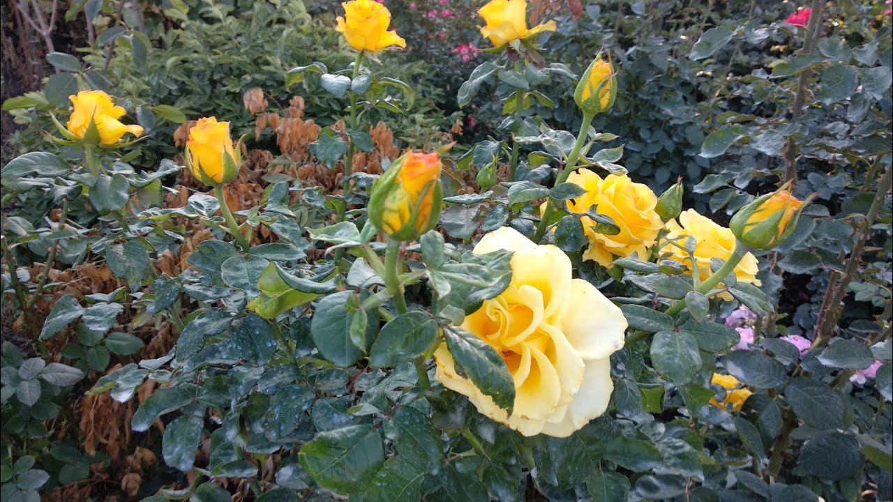 Розы. Второе цветение роз. Чем опасны калийные подкормки роз. смотреть онлайн