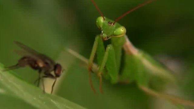 Богомол (Mantis religiosa) смотреть онлайн