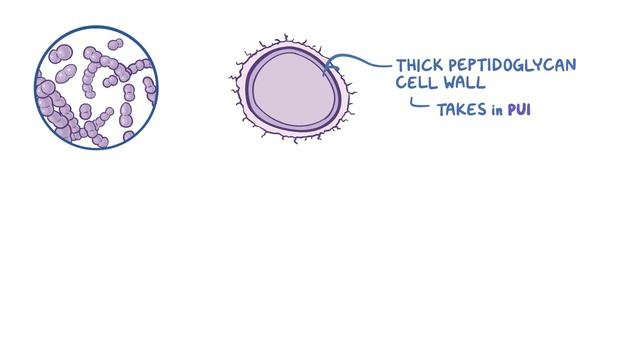 Streptococcus Pneumoniae - An Osmosis Preview